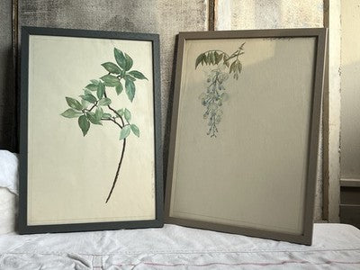 Antique Watercolours Winifred McKenzie Botanical Flower Leaf Studies 1920s /PAIR