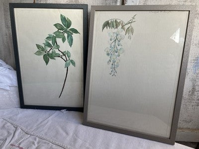 Antique Watercolours Winifred McKenzie Botanical Flower Leaf Studies 1920s /PAIR