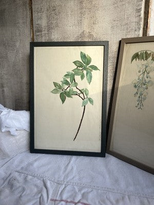 Antique Watercolours Winifred McKenzie Botanical Flower Leaf Studies 1920s /PAIR