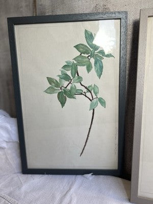 Antique Watercolours Winifred McKenzie Botanical Flower Leaf Studies 1920s /PAIR