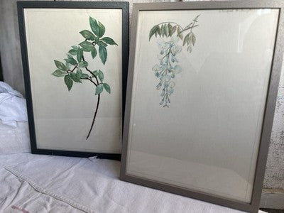 Antique Watercolours Winifred McKenzie Botanical Flower Leaf Studies 1920s /PAIR