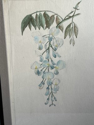 Antique Watercolours Winifred McKenzie Botanical Flower Leaf Studies 1920s /PAIR