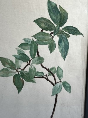 Antique Watercolours Winifred McKenzie Botanical Flower Leaf Studies 1920s /PAIR