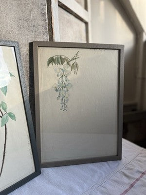 Antique Watercolours Winifred McKenzie Botanical Flower Leaf Studies 1920s /PAIR