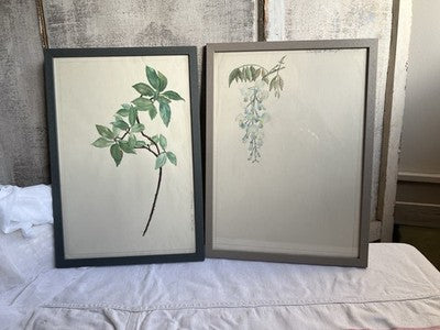 Antique Watercolours Winifred McKenzie Botanical Flower Leaf Studies 1920s /PAIR