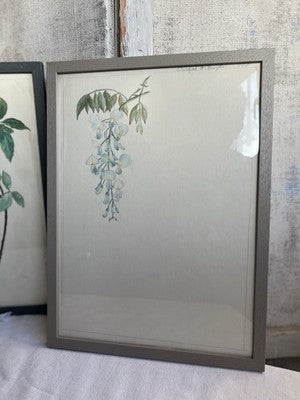 Antique Watercolours Winifred McKenzie Botanical Flower Leaf Studies 1920s /PAIR