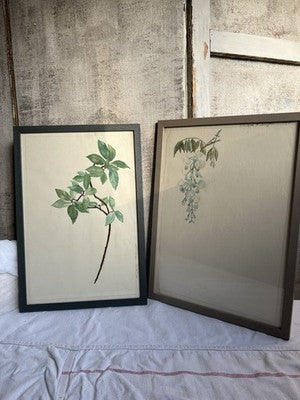 Antique Watercolours Winifred McKenzie Botanical Flower Leaf Studies 1920s /PAIR