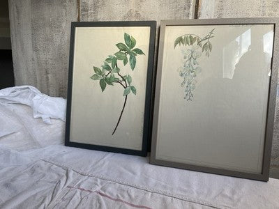 Antique Watercolours Winifred McKenzie Botanical Flower Leaf Studies 1920s /PAIR