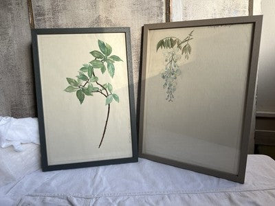 Antique Watercolours Winifred McKenzie Botanical Flower Leaf Studies 1920s /PAIR