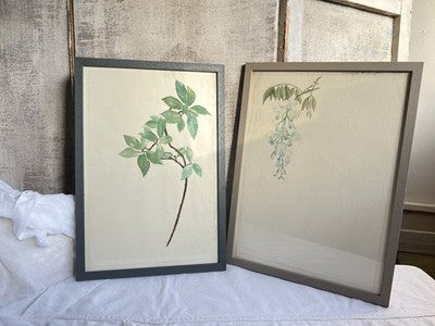 Antique Watercolours Winifred McKenzie Botanical Flower Leaf Studies 1920s /PAIR